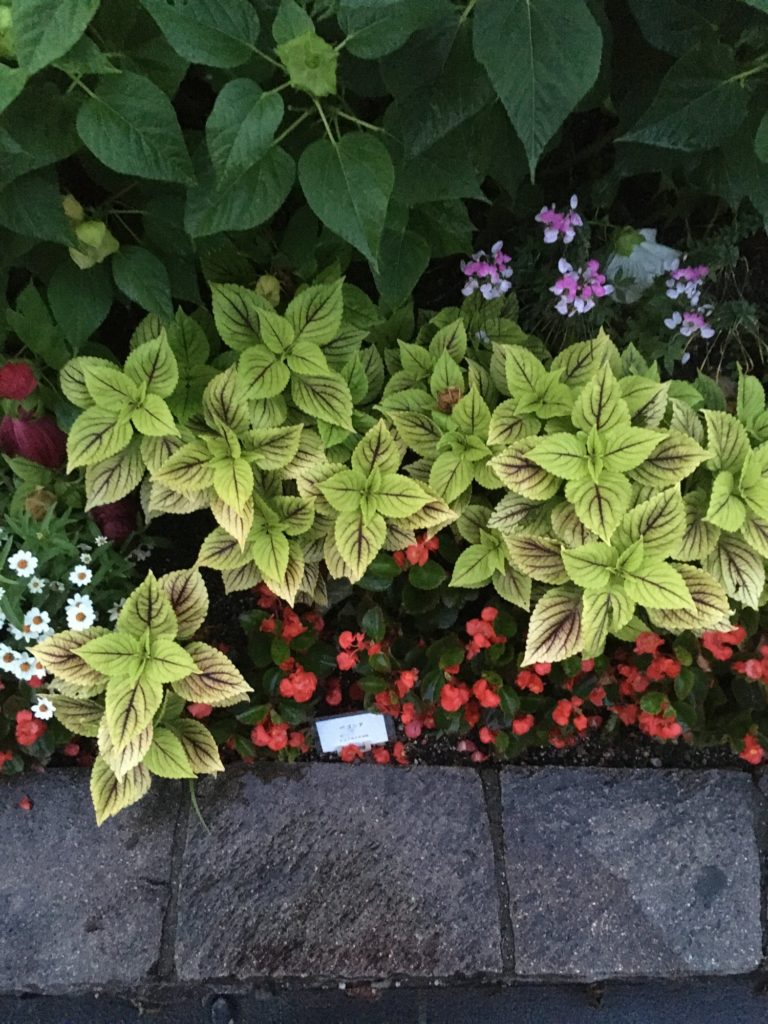 服部緑地 花壇の植物と花